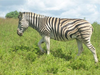 Magnificent African Zebra Image